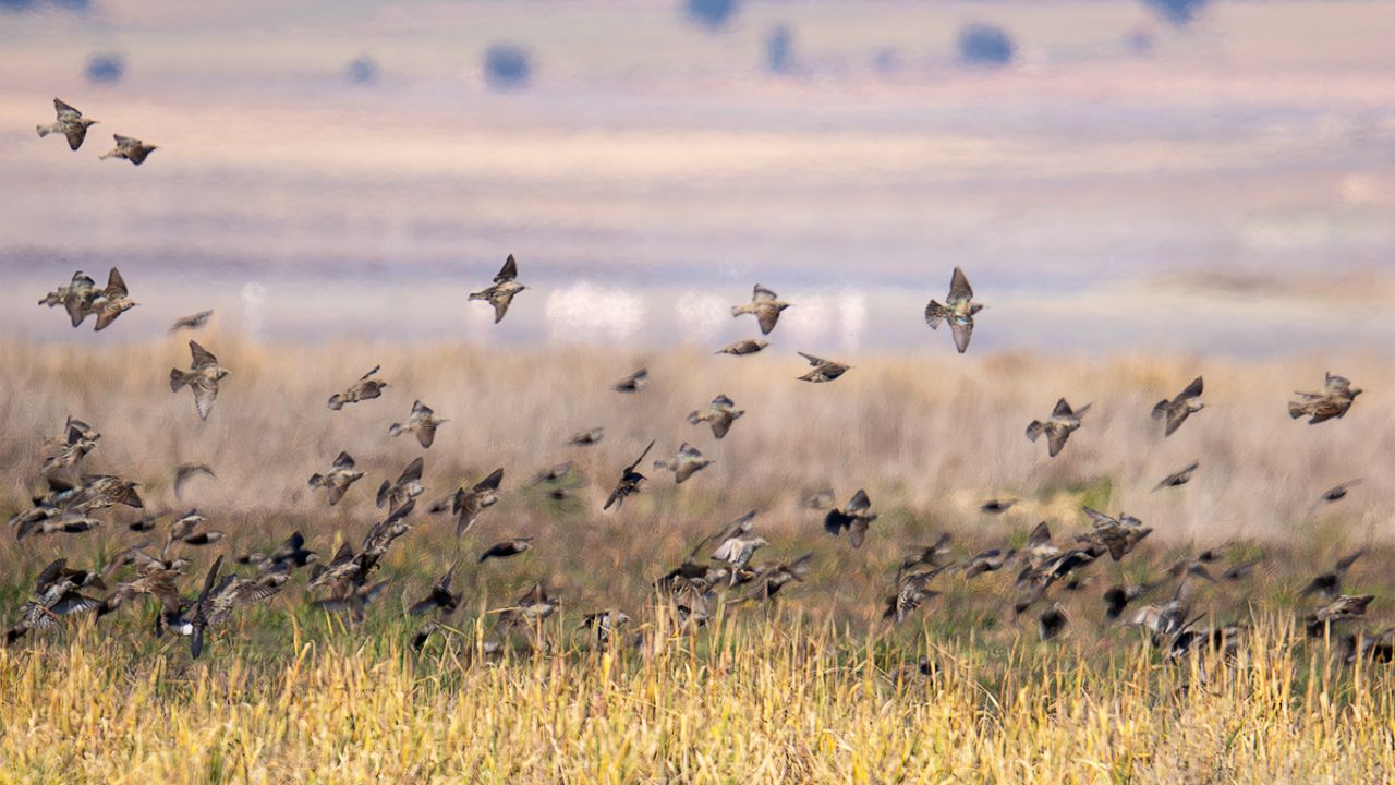 Bandos de estorninos