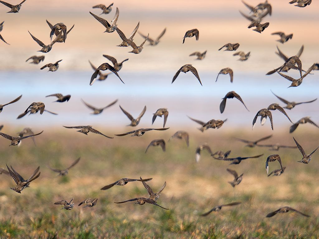 Bandos de estorninos