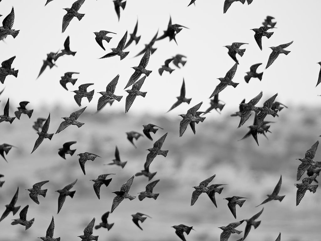 Bandos de estorninos