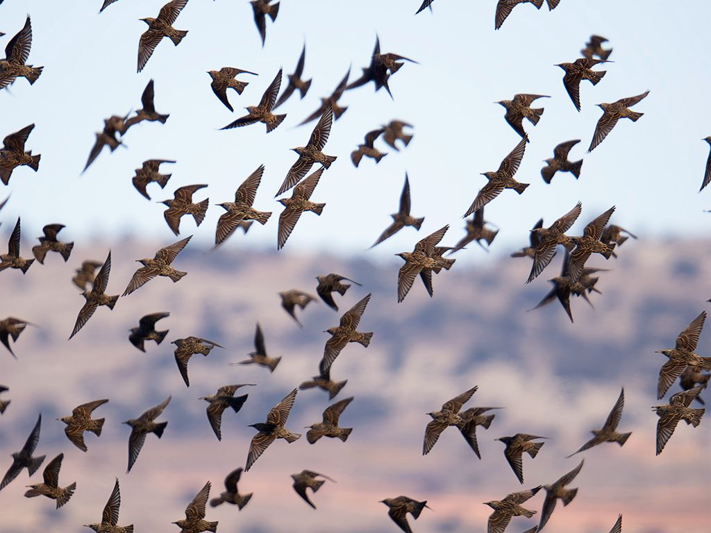 Bandos de estorninos