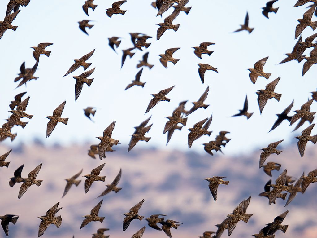 Bandos de estorninos
