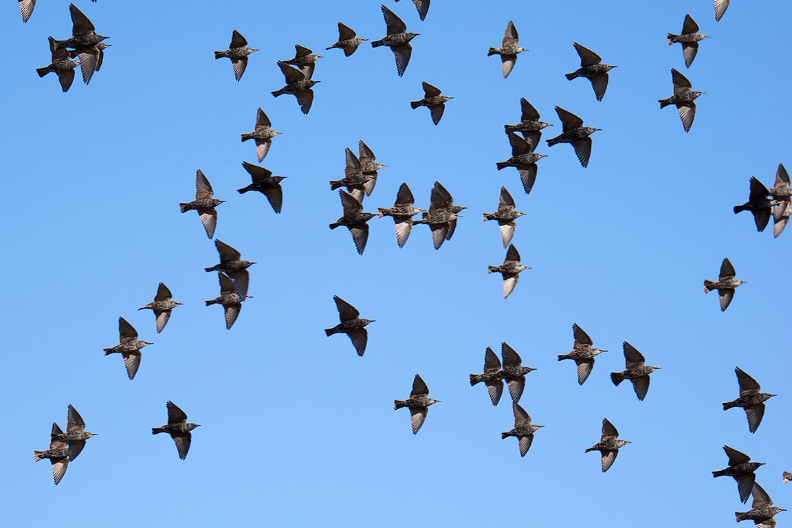Bandos de estorninos
