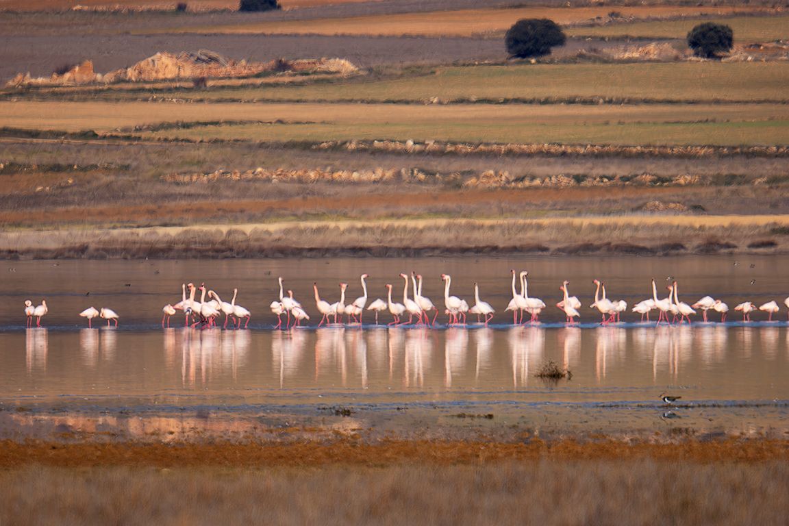 Flamencos