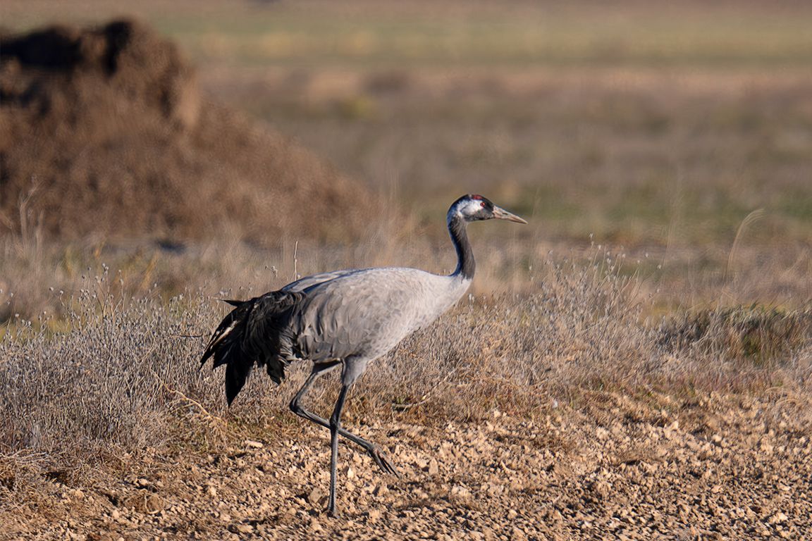 Algunas grullas toleran la aproximación