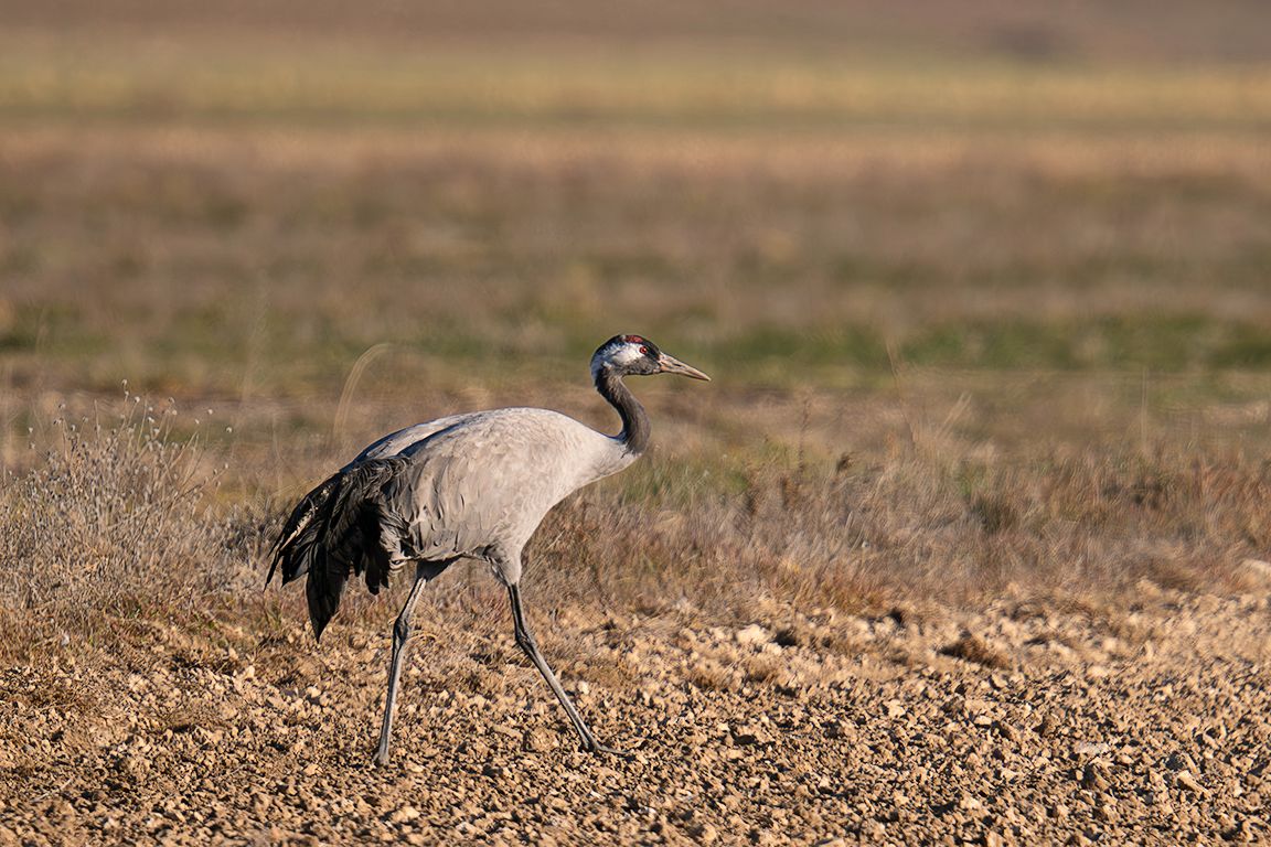 Algunas grullas toleran la aproximación