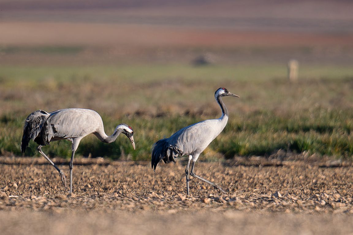 Algunas grullas toleran la aproximación