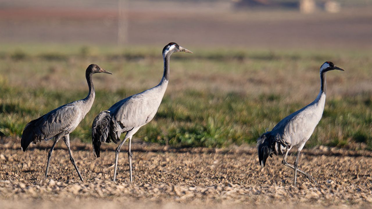 Algunas grullas toleran la aproximación