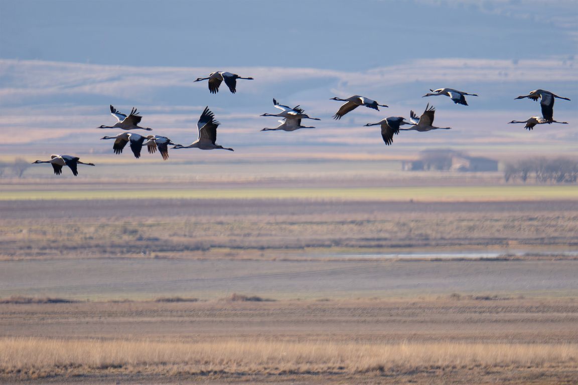 Pero es más fácil captar sus vuelos