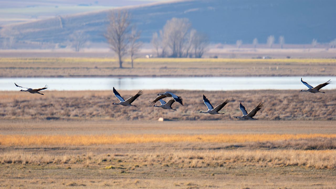 Pero es más fácil captar sus vuelos
