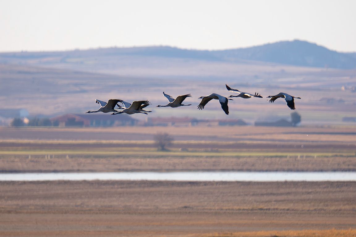 Pero es más fácil captar sus vuelos