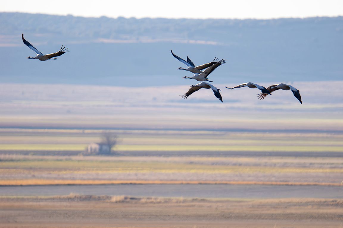 Pero es más fácil captar sus vuelos