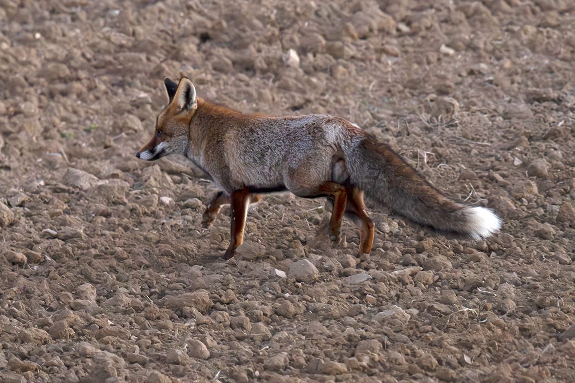 Ya casi de noche se mostró el zorro