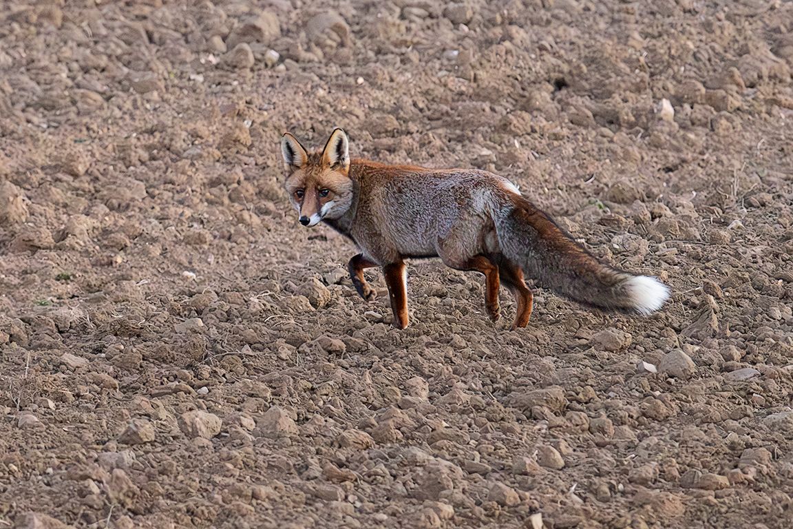 Ya casi de noche se mostró el zorro