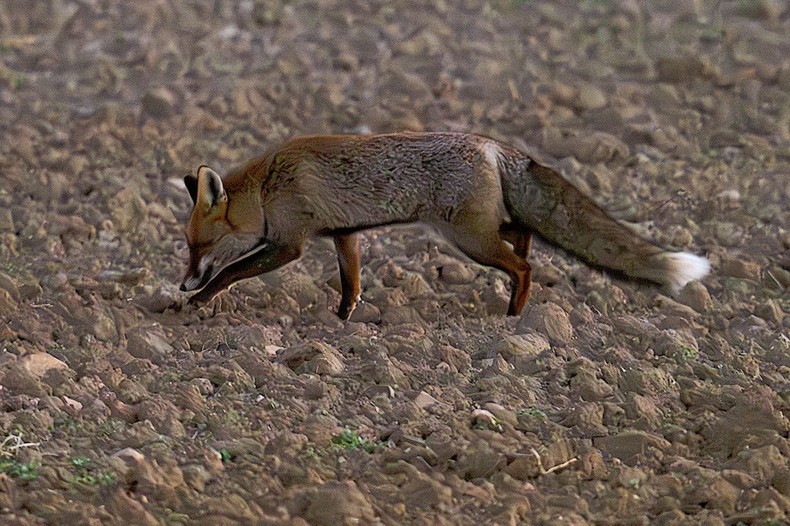 Ya casi de noche se mostró el zorro