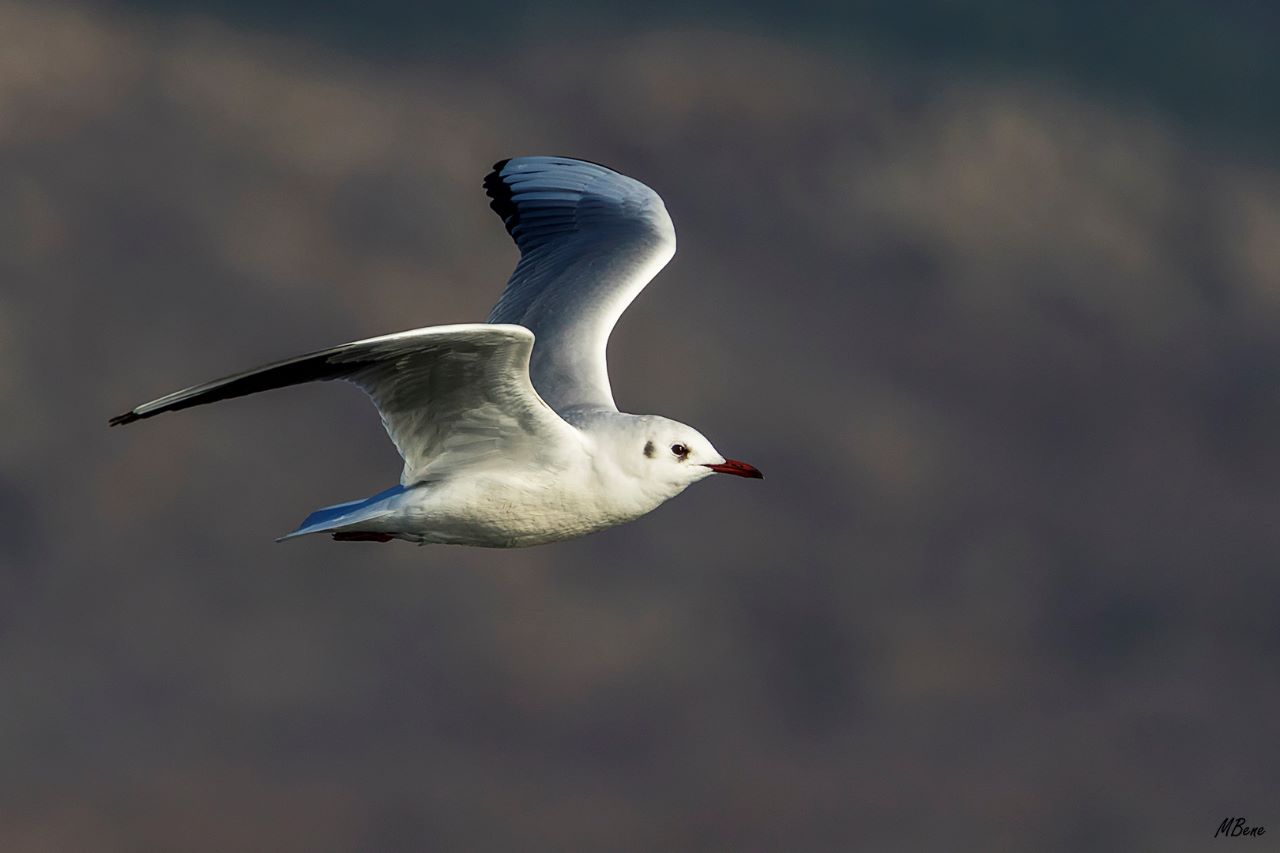 Gaviota reidora
