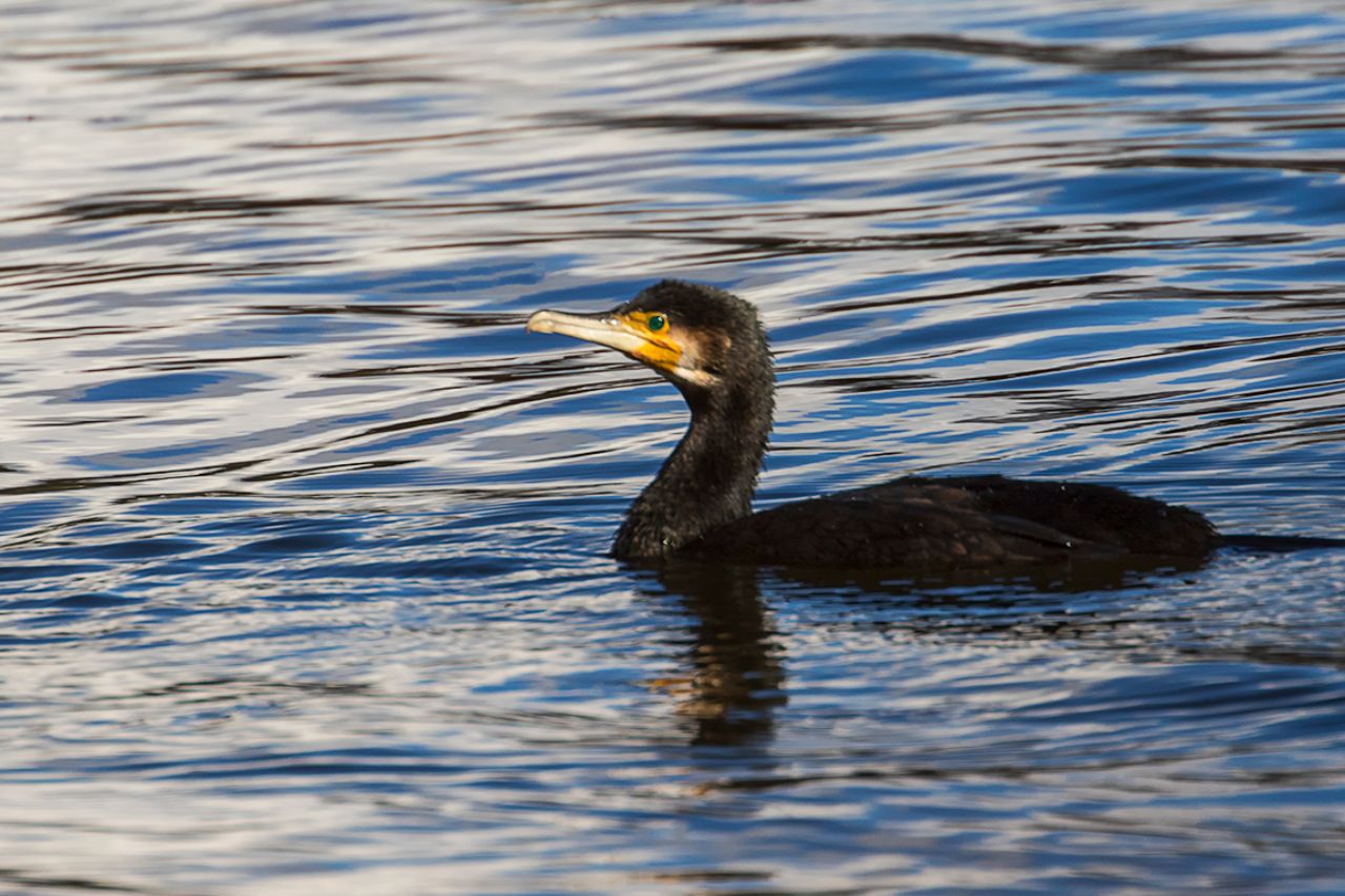 Cormorán grande