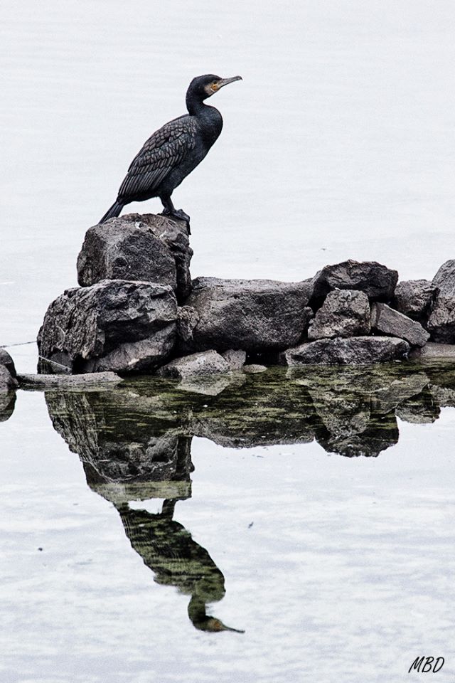Embalse de Santillana, dic2016.