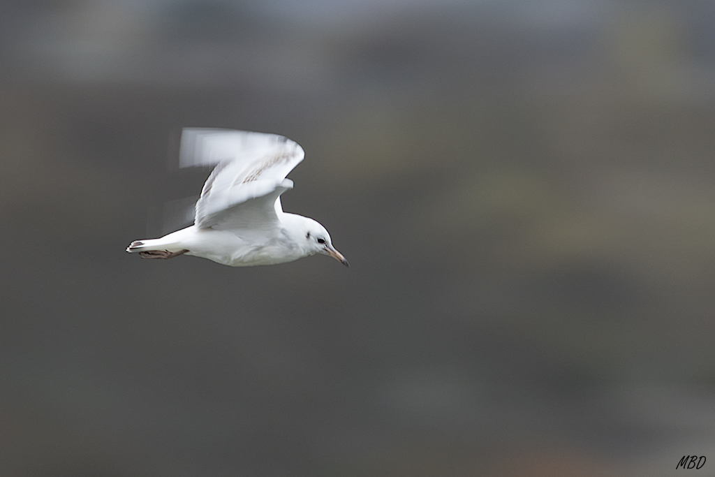 Embalse de Santillana, dic2016. Barrido.