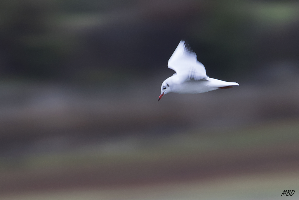 Embalse de Santillana, dic2016. Barrido.