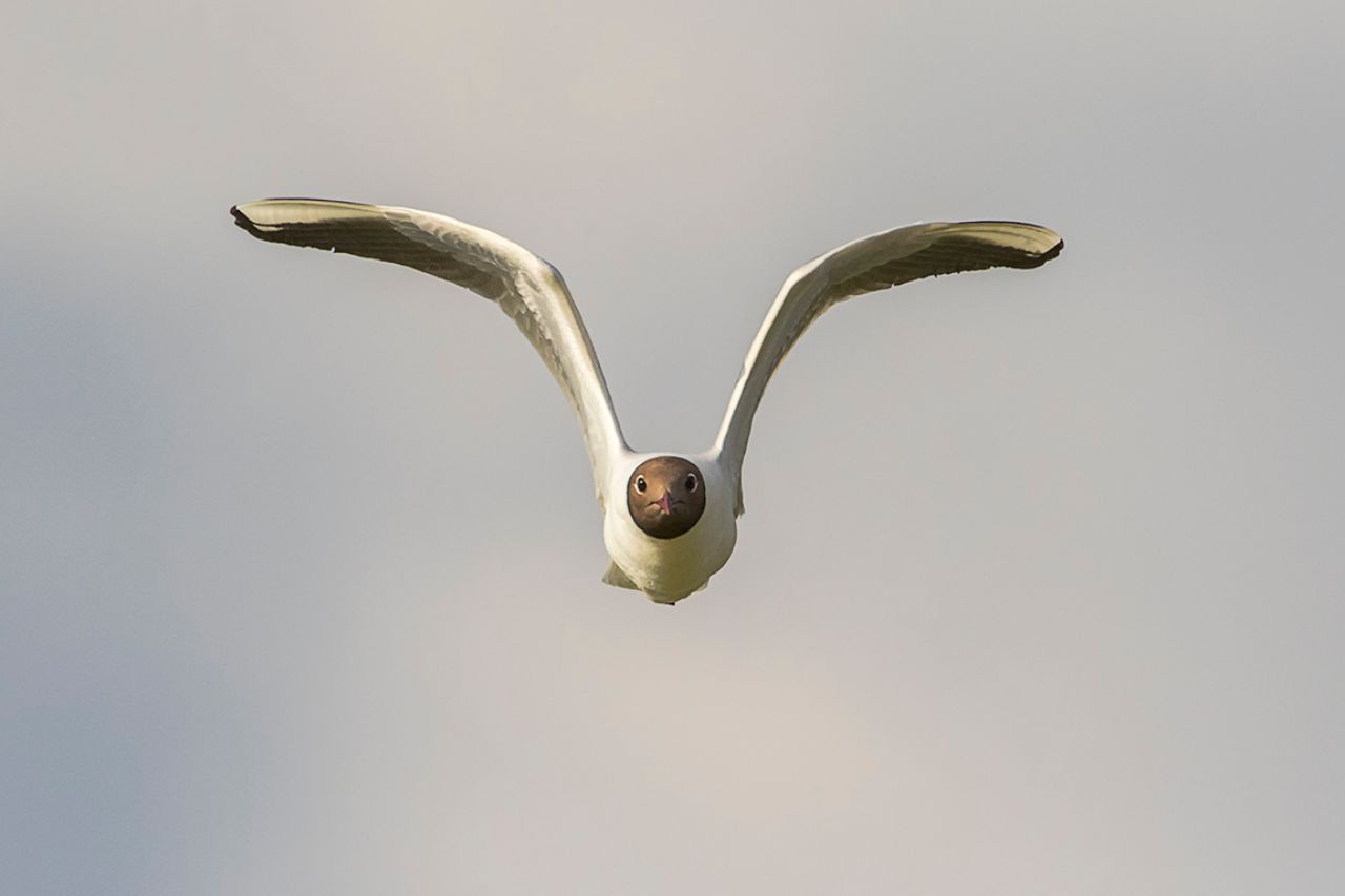 Gaviota reidora