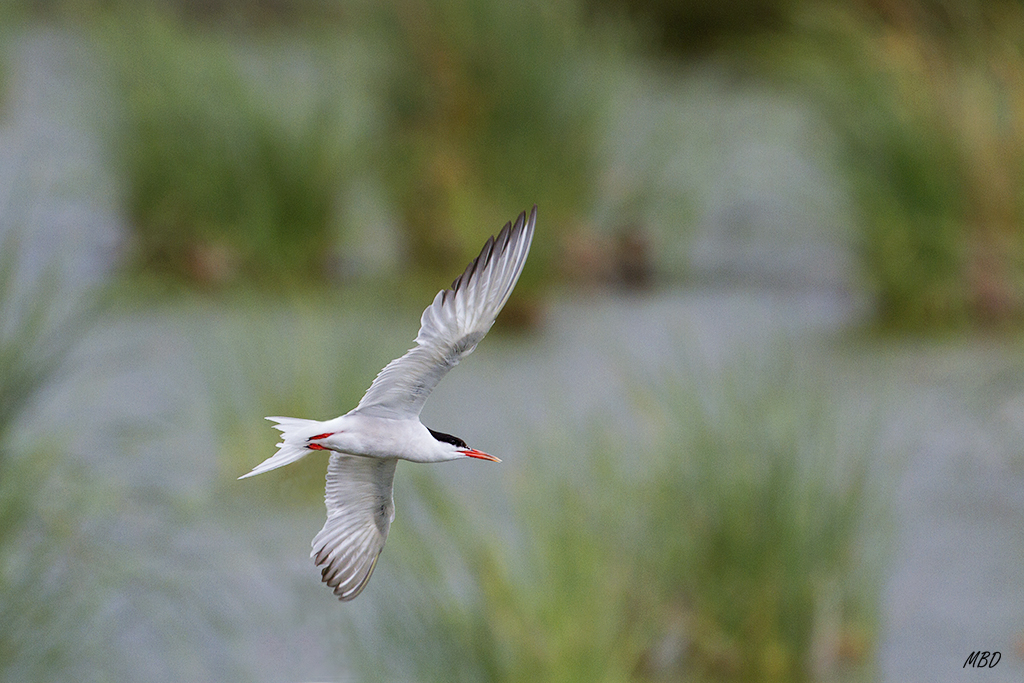 Delta del Ebro, jul2015.