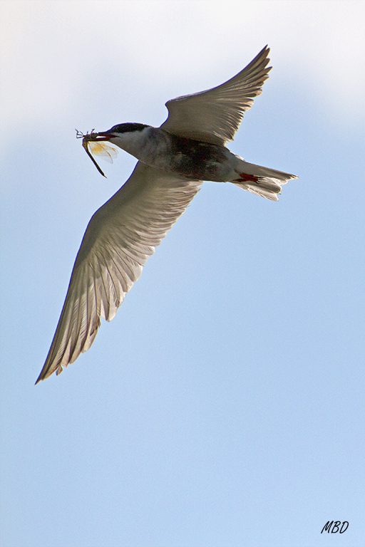 Delta del Ebro, jul2015. Hacen pasadas sobre el arrozal buscando alimento para sus polluelos.
