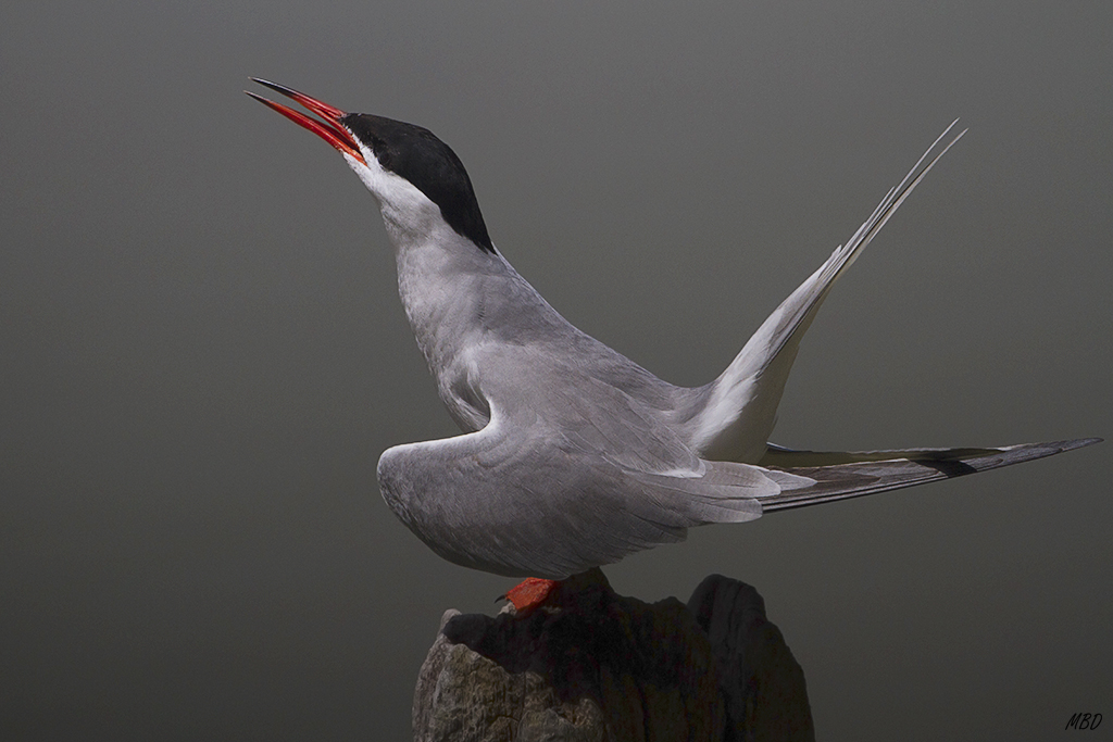 Albufera de Valencia, may2016