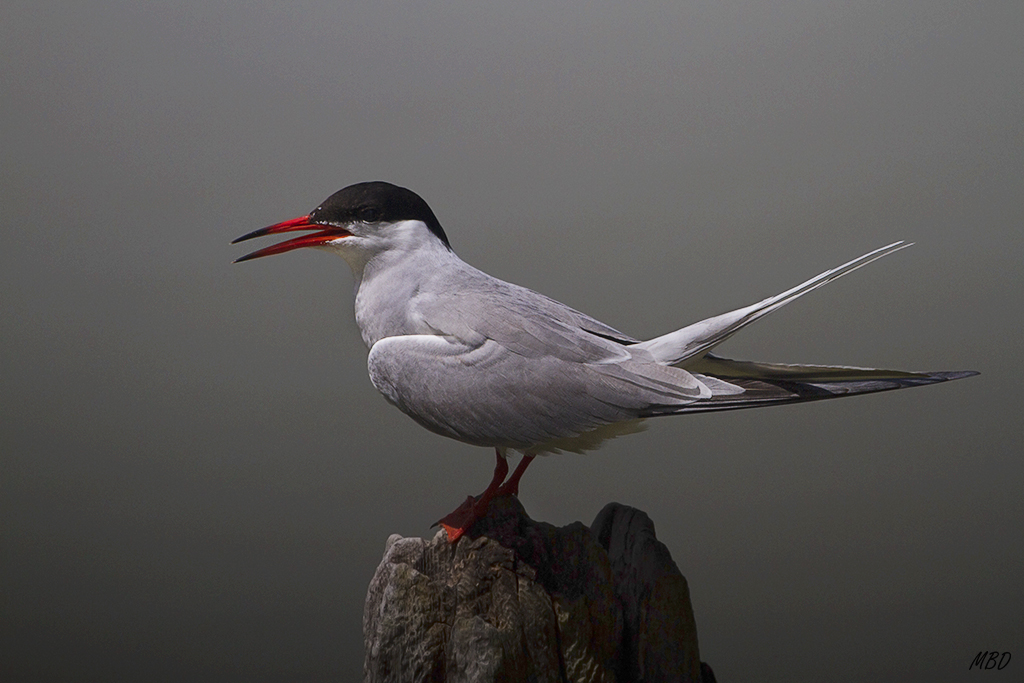 Albufera de Valencia, may2016