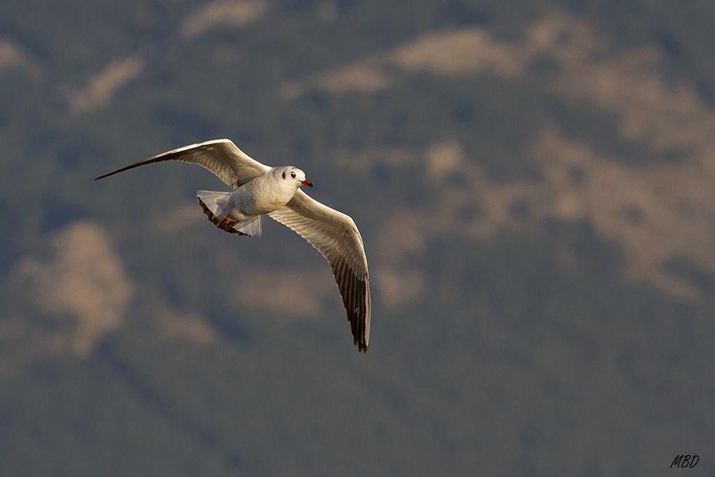 Embalse de Santillana, dic2015. Al fondo la Pedriza.