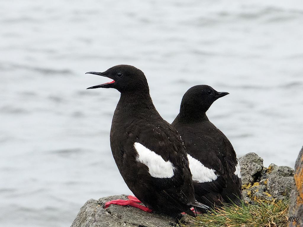 Islandia, 2015. Nada tímidos, me dejaron acercarme.