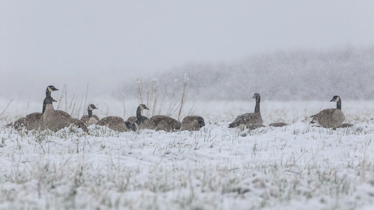 Barnaclas canadienses