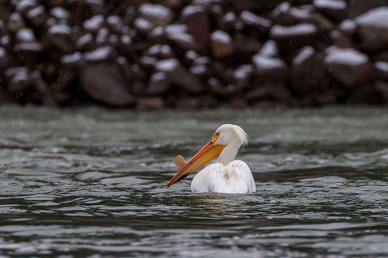 Pelícano