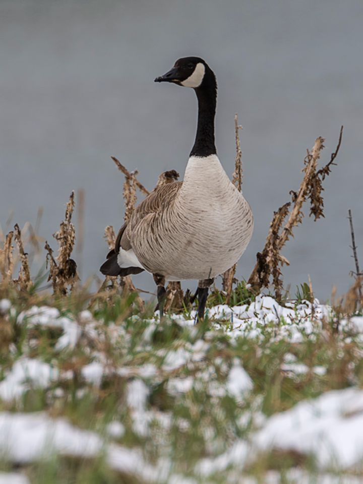 Barnaclas canadienses