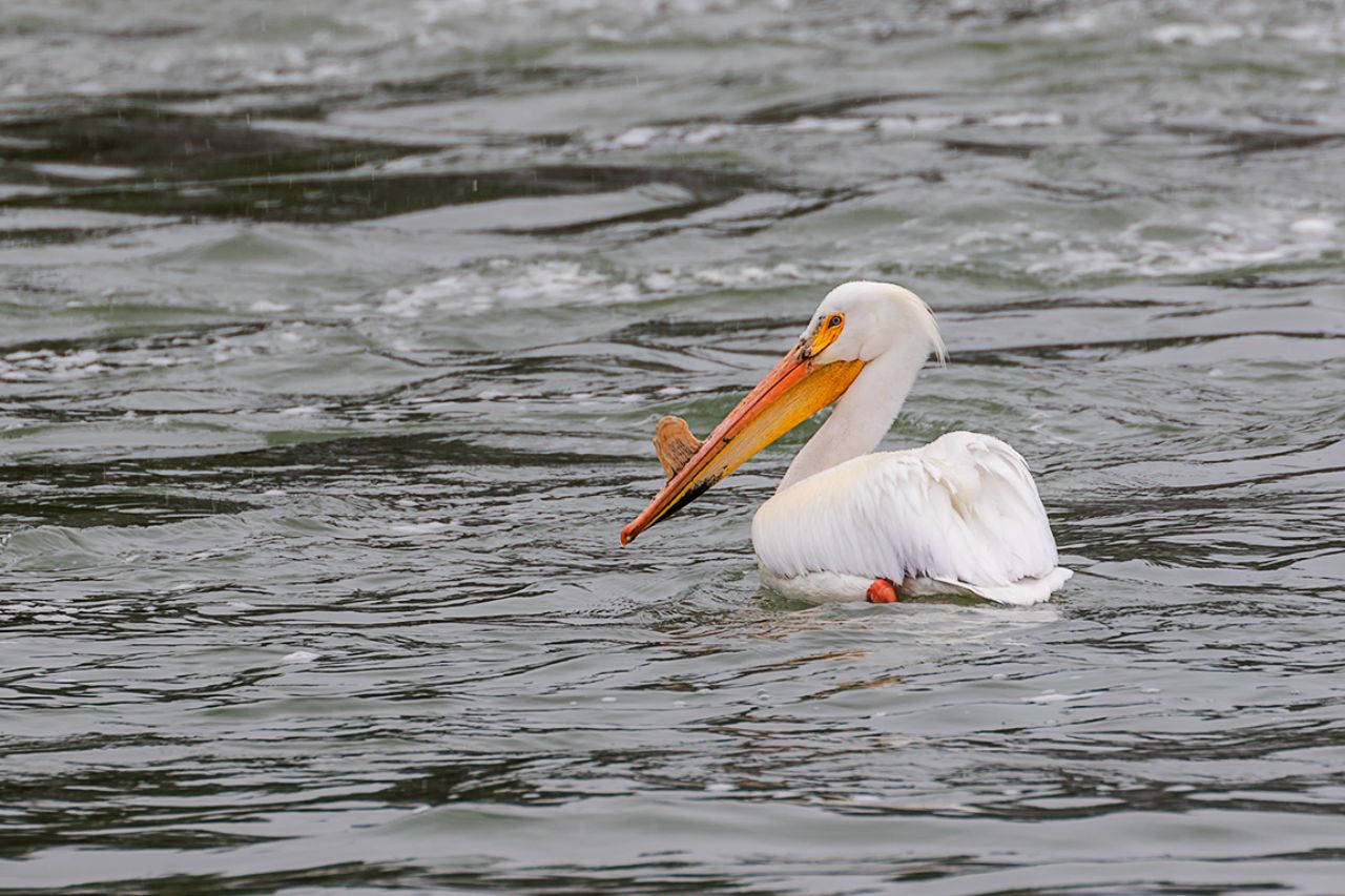 Pelícano