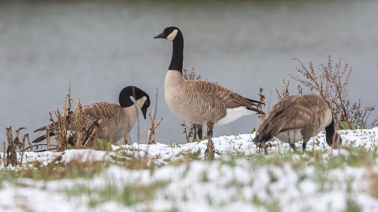 Barnaclas canadienses