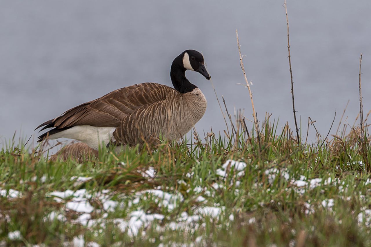 Barnaclas canadienses