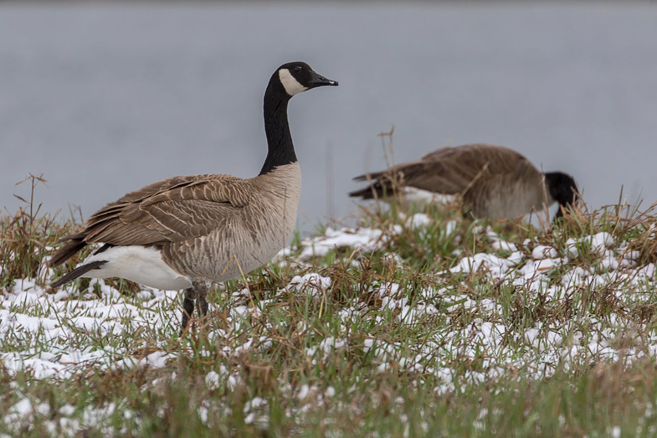 Barnaclas canadienses