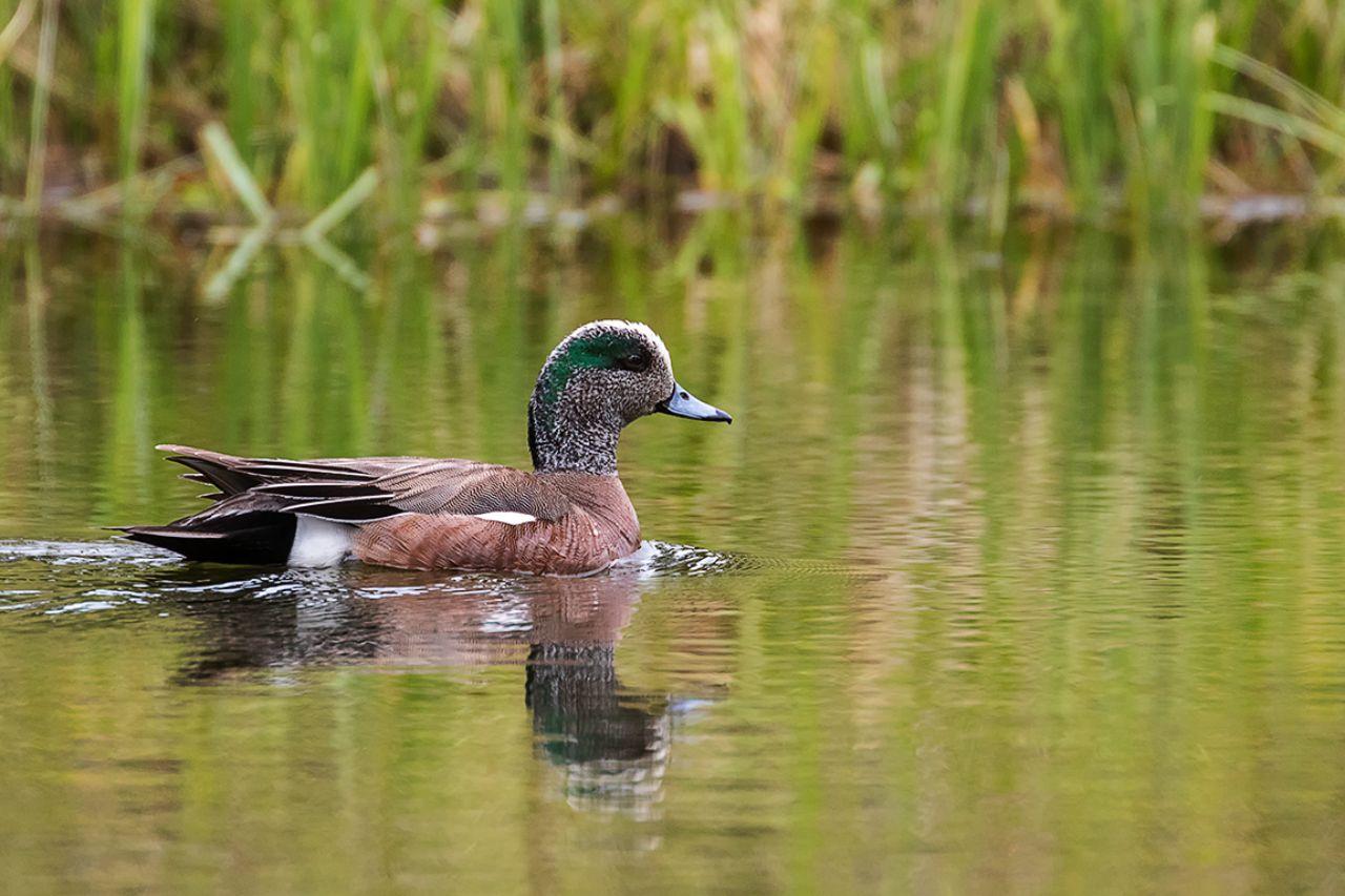 Ánade silbón americano