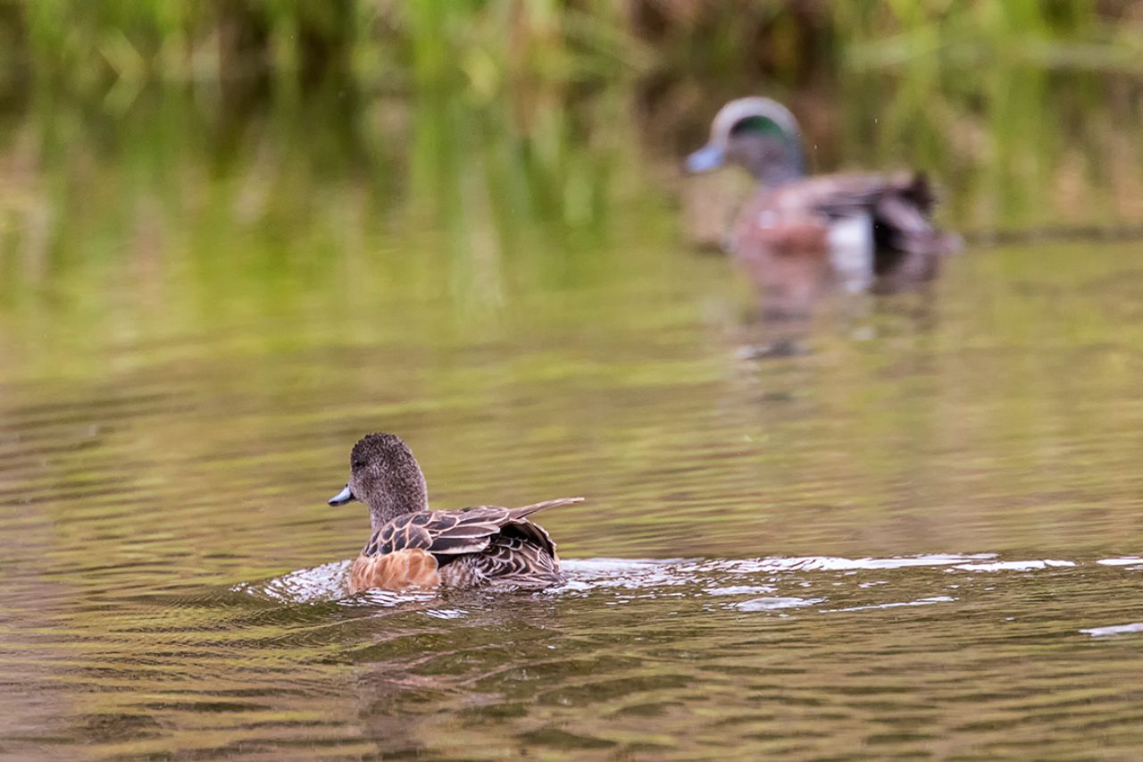 Ánade silbón americano