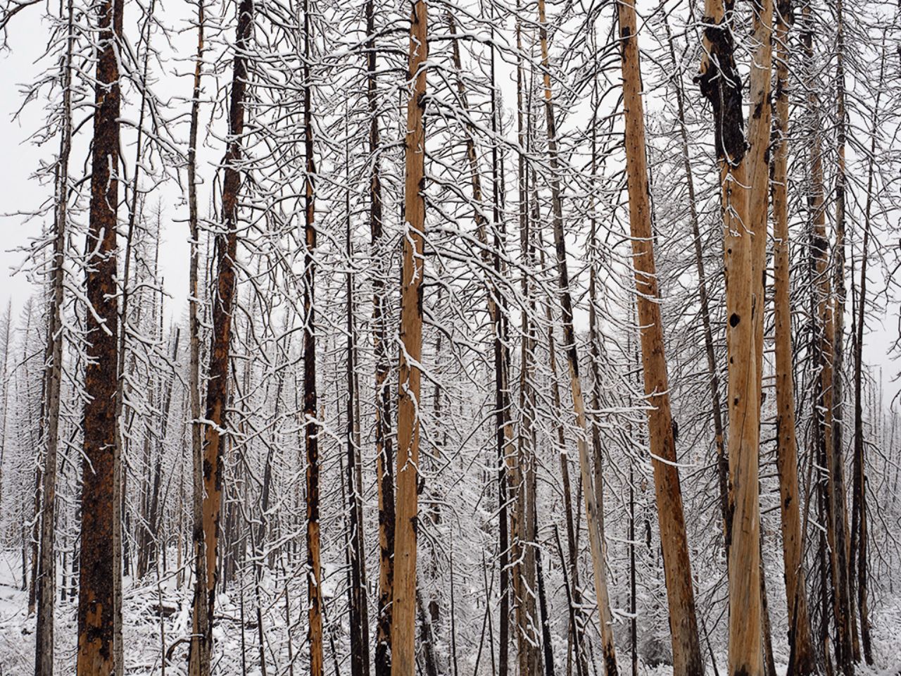 El bosque y su ambiente mágico