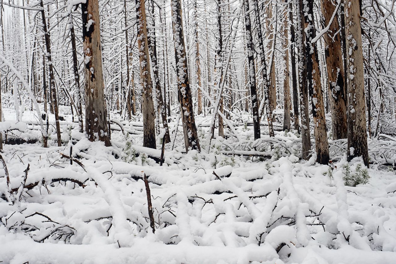 El bosque y su ambiente mágico
