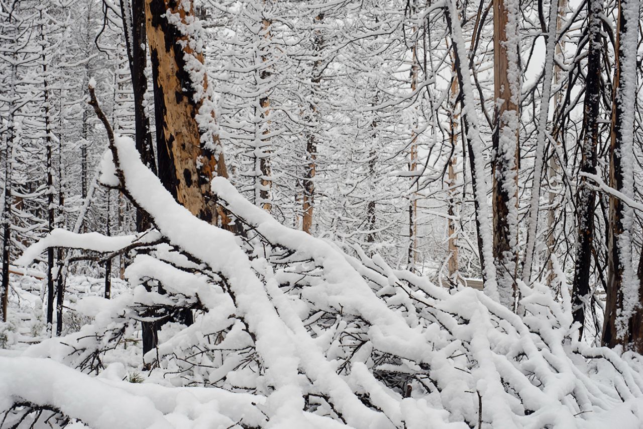 El bosque y su ambiente mágico