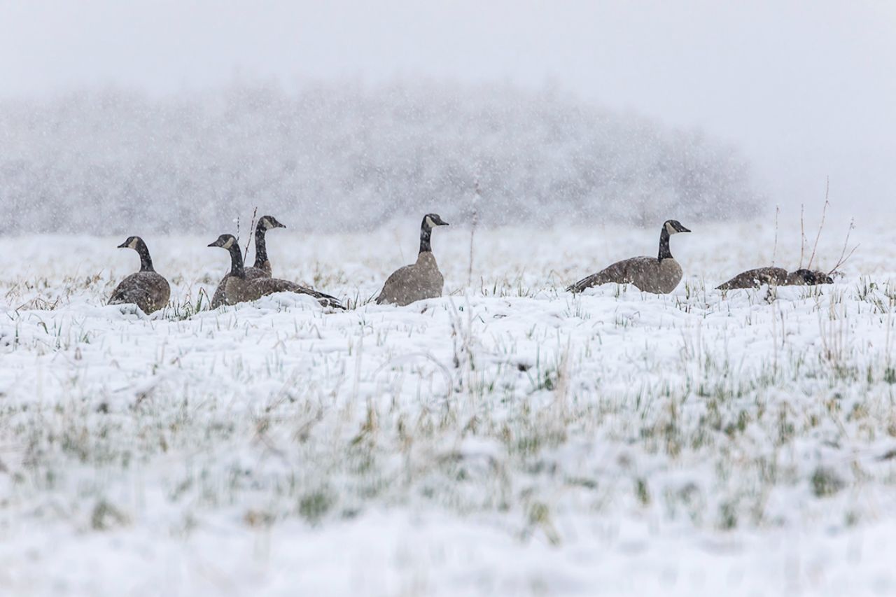 Las barnaclas canadienses a gusto