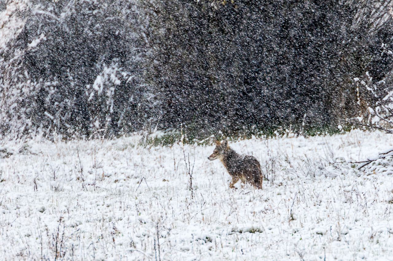 Y el coyote capeando el temporal