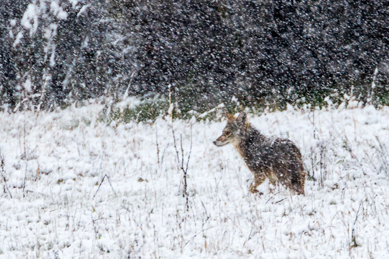 Y el coyote capeando el temporal