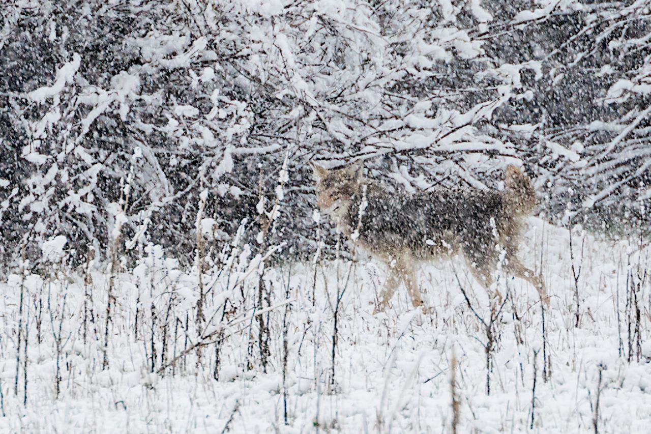 Y el coyote capeando el temporal