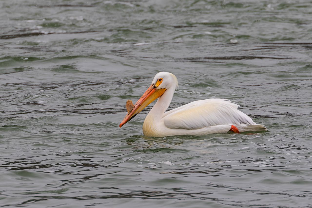 Pelícano blanco americano