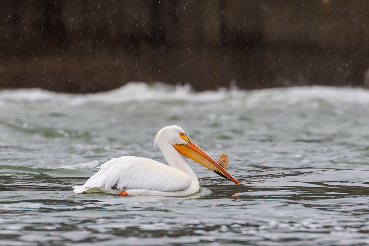 Llama la atención su protuberancia en el pico