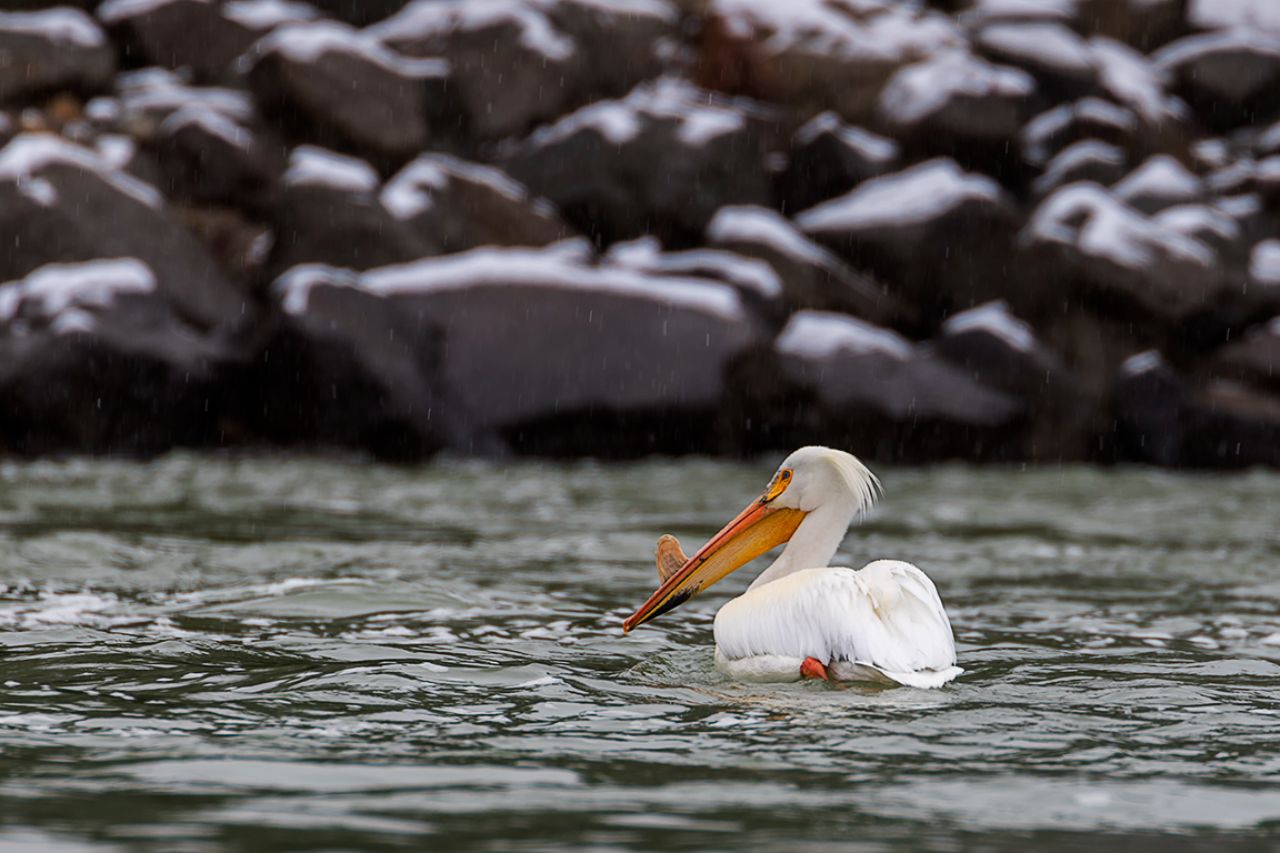 Le da un aire jurásico