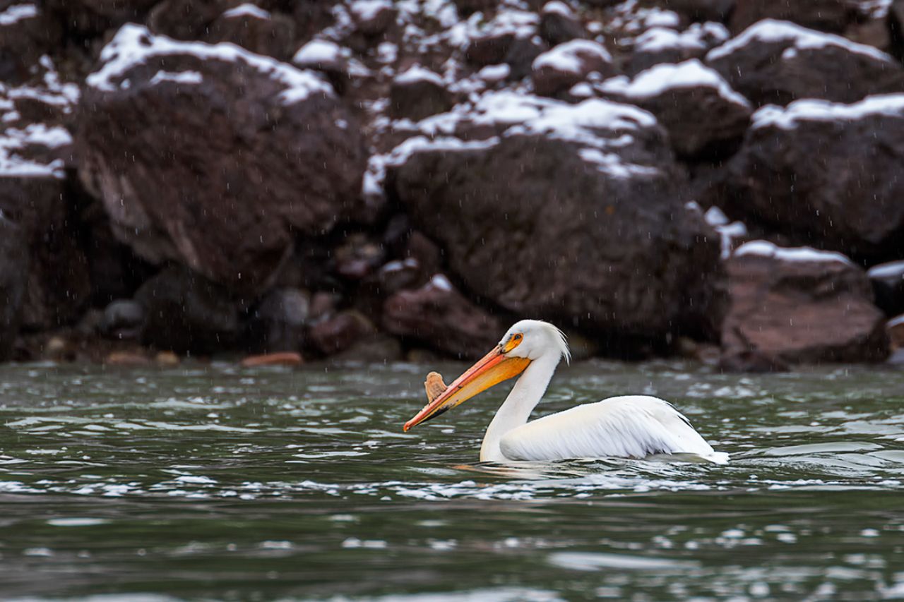 Se trata de un macho